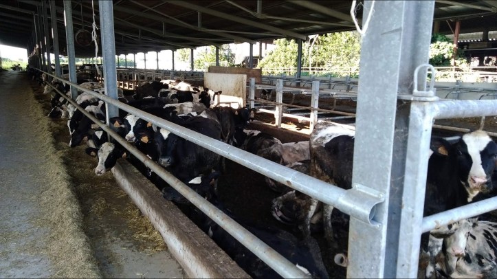 Screenshot_20200124-134418_WordPress